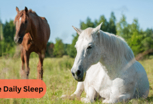 Horse Daily Sleep