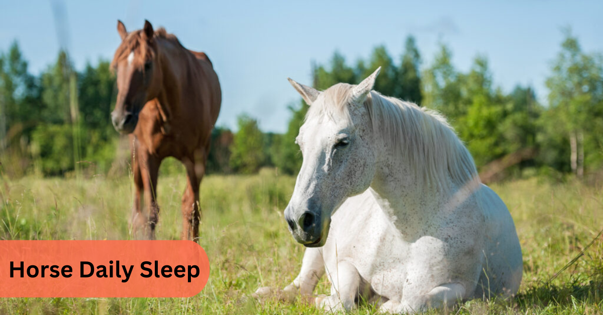 Horse Daily Sleep
