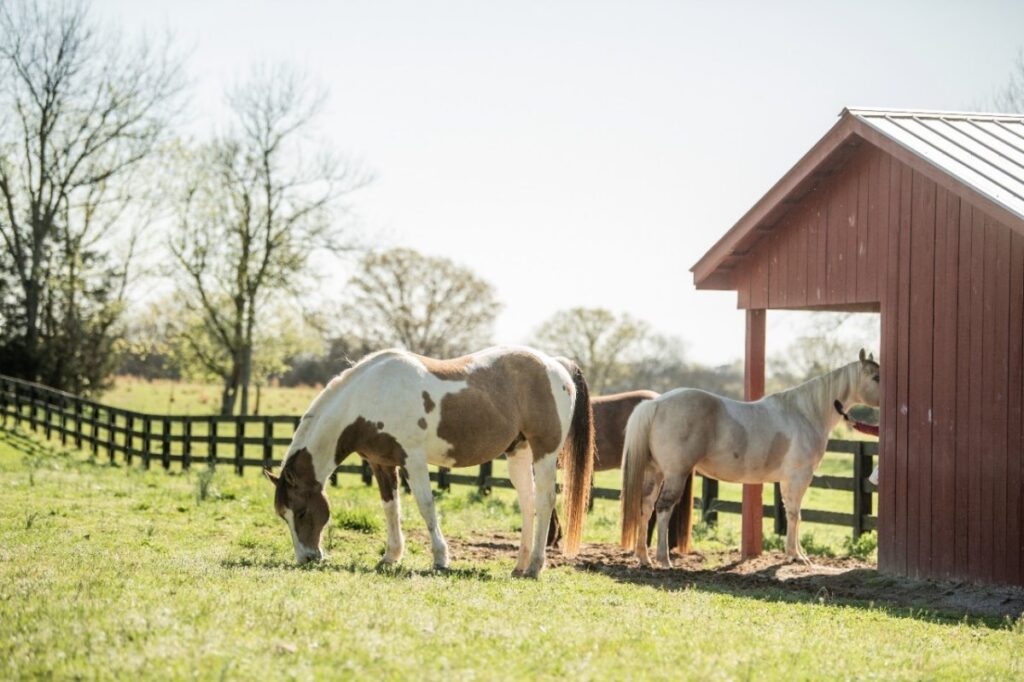 Horse Sleep Cycles Explained: