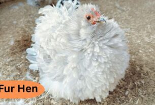 Fur Hen - A Complete Guide to This Unique Bird