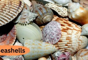 Seashells