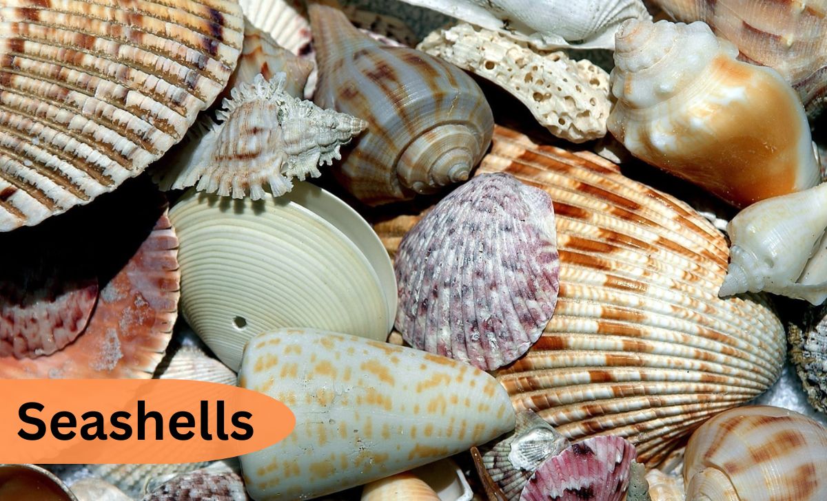Seashells