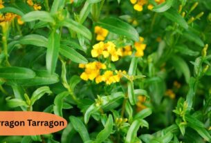 Tarragon Tarragon