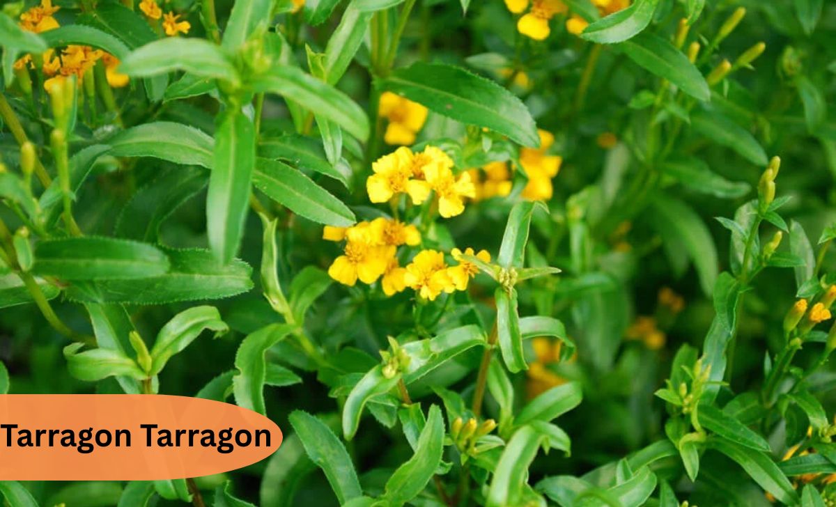 Tarragon Tarragon