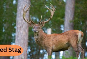 Red Stag