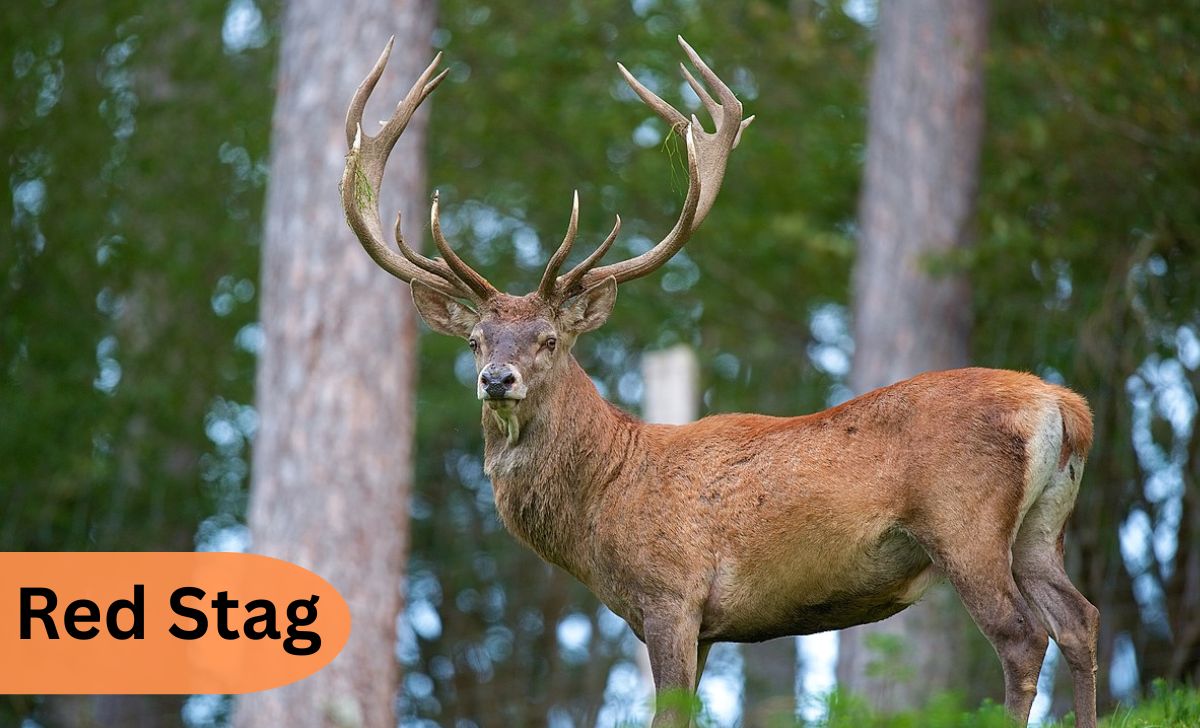 Red Stag