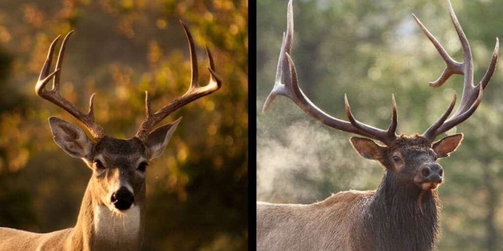 Red Stag vs Elk - Key Differences Between These Iconic Animals
