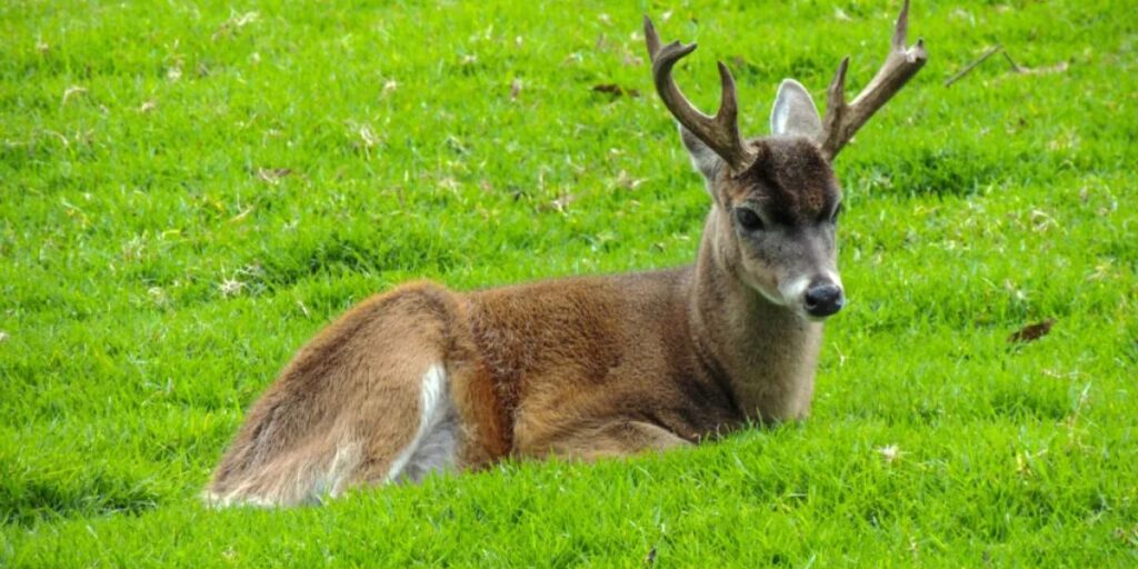 Red Stag Sightings in the U.S. - Are They Native or Introduced?
